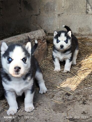 дог собака: Продаю щенков сибирской хаски. 5 шт все мальчики возраст 1 месяц. цена — 5