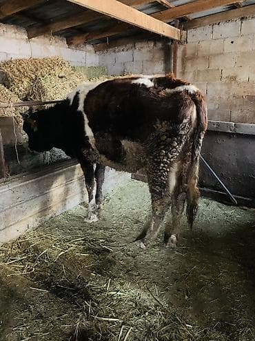 ит атабыз: Продаю | Тёлка | Полукровка | На откорм | Отела не было — 4