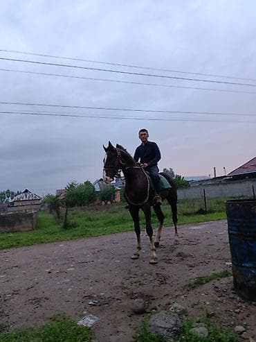 продажа страусов: Продаю | Конь (самец) | Конный спорт — 5
