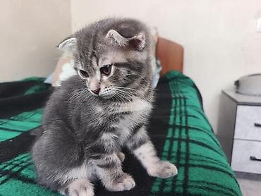 кошка продаётся: Скотиш Фолд (Шотландская вислоухая), 2 месяца, Мальчик, Серый — 7