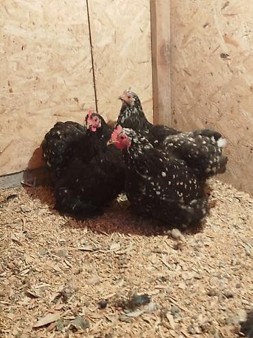 внешние фильтры для аквариума: Карлик тооктор сатылат 3 штук бар алмашу жолдору бар жемге жугоруго — 8