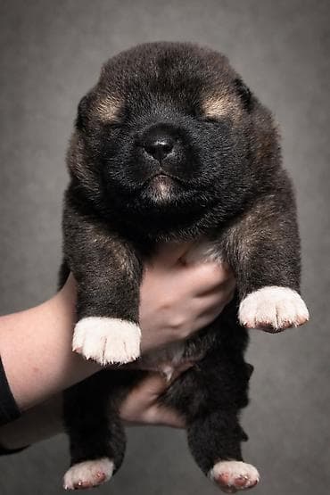 ищу хаски: 1 месяц, Самец, С прививкой, С родословной — 2