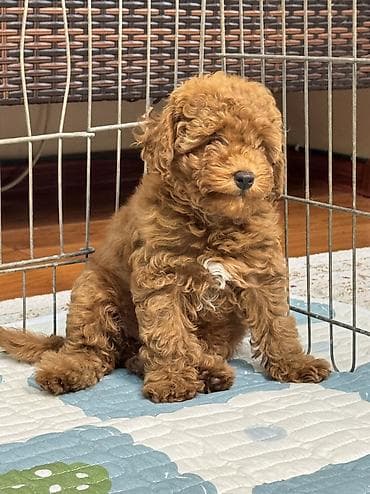 йоркширский терьер мини цена: Пудель, 3 месяца, Самка — 1