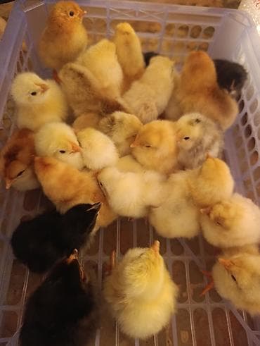 золотая шиншилла кошка цена: Торг есть Небольшие цыплята разных окрасов, включая белых, желтых — 3