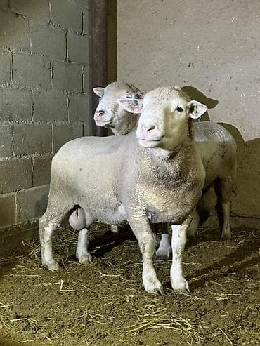 племенной: Продаю | Баран (самец) | Для разведения | Племенные — 3