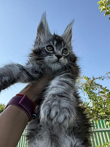 шпиц: фото цена: Мейн-кун, 2 месяца, Мальчик, Приучена к лотку, Проглистована, С документами — 2