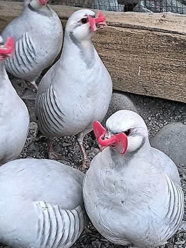 шагыл сокулук: Силвер кекликтин корооздору сатылат, оригинал. баасы штугу 3000с — 3