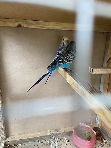 перепел продаю: Волнистые попугаи (пара) - Окрас: ярко-голубой с чёрно-белым рисунком — 2