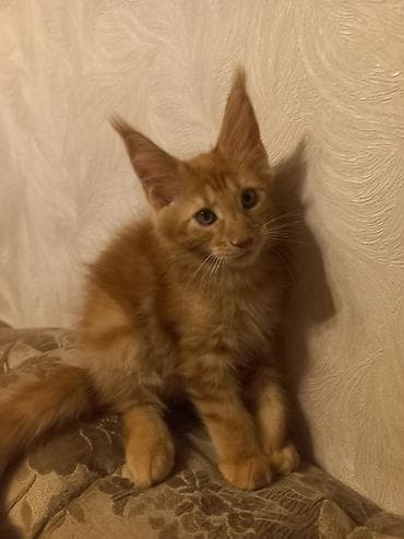 кот мейнкун: 🐾🐈 Котята мейн-кун, 2 котика готовы стать Вашими.❤️ Прививки будут — 7