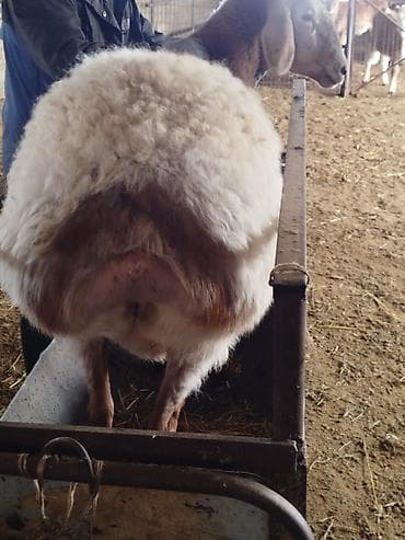 Ветеринар кызматы: Сатам | Ургаачы кой (ургаачы) | Көбөйтүү үчүн | Ургаачы — 3