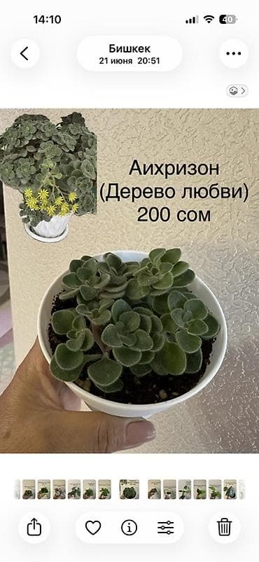 Алоказии: Укорененные черенки/отростки. Адрес 8 мкр — 7
