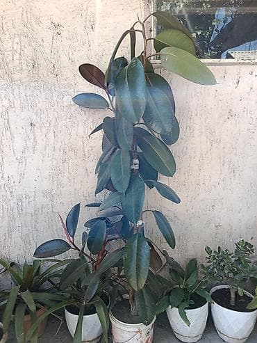 Фикус эластика (Ficus elastica, «каучуконосный») в напольном горшке — 2
