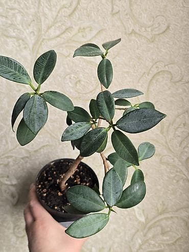 гулдор цветы: В продаже большой филолендрон бурле макс вариегатный 1500,орхидеи — 10