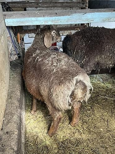Продам с/х животных: Продаю | Ягненок | Гиссарская | Для разведения, На забой | Ярка — 1