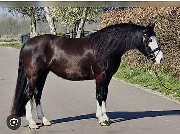 вакансия садовник: Требуется Скотник, Оплата: Ежемесячно — 1