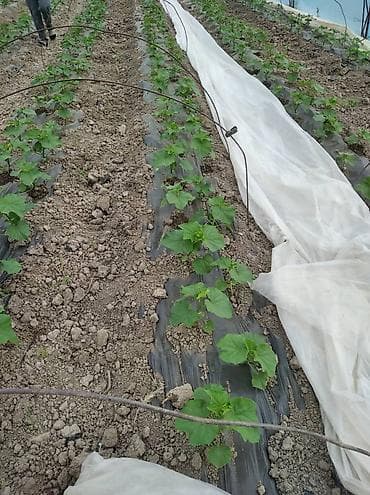 тюльпаны дешево: Тюльпаны к 14 февраля - Срезанные тюльпаны двух расцветок: белые и — 5