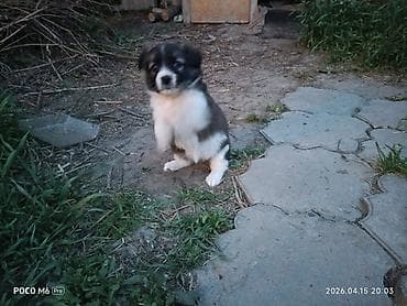 щенята даром: Щенки -дворняжкиДевочки все 5-недель,звотночки- будут среднего — 4