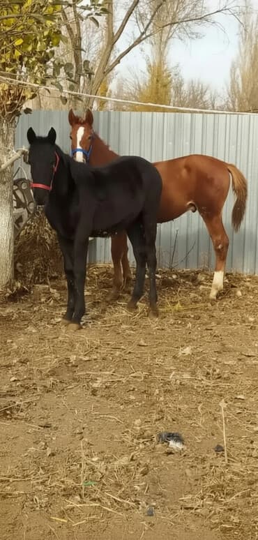 дойная корова: Продаю | Жеребенок | Для разведения, Рабочий — 1