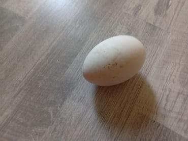 Мясная продукция: Гусиные яйца, домашние Описание: - Белые крупные яйца овальной — 1