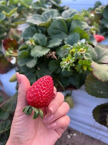 шайн мускат купить: Рассада 🍓Сорт Альбион,Альба В розницу и оптом ❗️ ВЫГОДНАЯ СКИДКА — 4