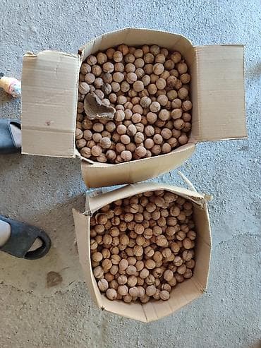 Грецкие орехи в скорлупе Мы находимся КАРА БОЛТА - Натуральные at lalafo.kg Грецкие орехи в скорлупе Мы находимся КАРА БОЛТА - Натуральные