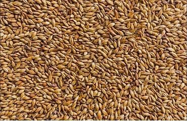 саман арпа: Ячмень (зерно) - Крупное калиброванное зерно золотисто-коричневого — 1