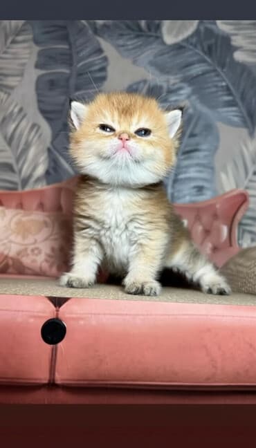 купить британского короткошерстного котенка: Британская короткошёрстная, 1 месяц, Мальчик, Золотая шиншилла, Приучена к лотку — 1