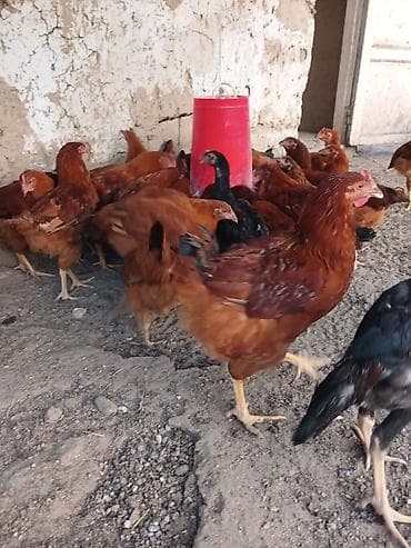 хомяк цена бишкек: Тод жон корейский бройлер апрельские в наличии около 100голов — 3