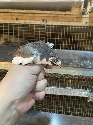 кормовые насекомые: Инкубационные яйцо китайских расписных перепелок - Породы/окрасы — 9