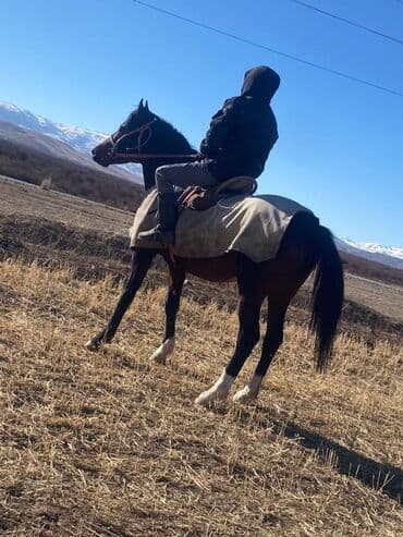 где можно купить собаку хаски: Продаю | Конь (самец) | Рабочий — 10