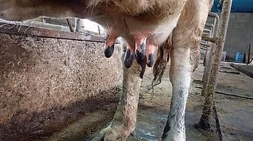 маточное молоко: Продаю | Корова (самка) | Для молока | Привязанные — 3