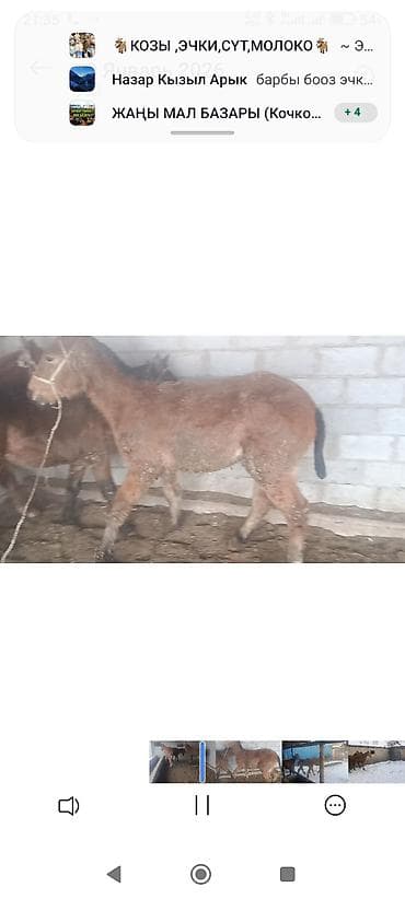 французский баран: 3 эркек. 1 ургаачы тайлар сатылат — 5