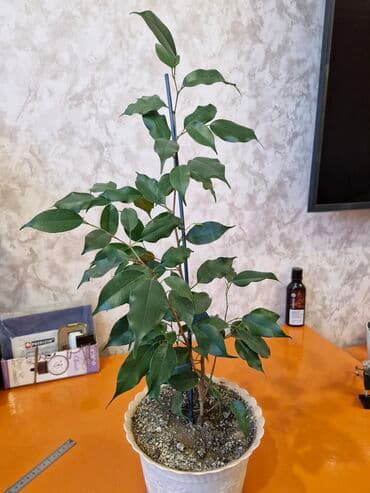 продам рассаду: Комнатные цветы — 7