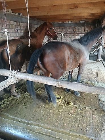 простые куры: Продаю | Кобыла (самка) | Рабочий | Племенные — 3