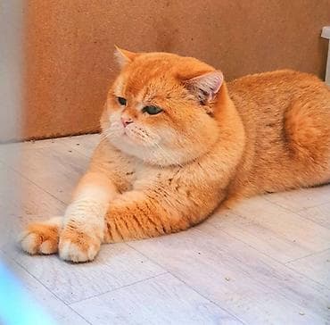 Животные: Породистые котята золотого окраса - Милые короткошёрстные котята — 1