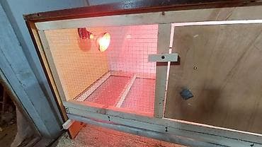 мал кой: Брудер/клетка для выращивания цыплят и другой птицы - Просторная — 2