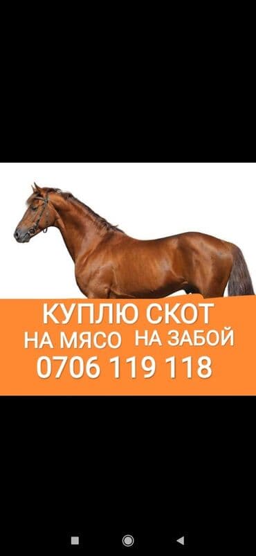 Куплю | Коровы, быки, Лошади, кони, Другие с/х животные | Круглосуточно, Любое состояние, Забитый