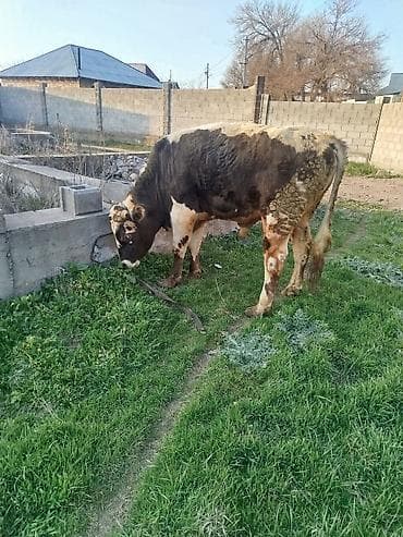 музо: Продаю | Музоо, торпок | На откорм — 6