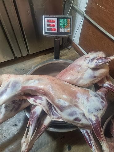 парный одежда: Баранина внутренний жир бараний - Натуральный курдючный жир, получен — 3