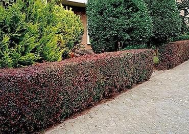 работу охраника: Живая изгородь из цветущих кустарников. Саженцы выращенные в — 5