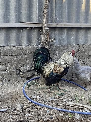 адлер цыплята: Продаю | Петух | Для разведения — 4