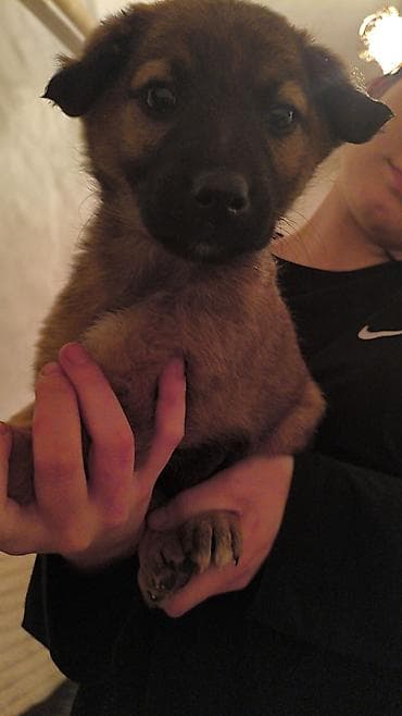 красный страитель: Щенки-дворняги, помёт 2 окраса: черно‑подпалые и рыже‑подпалые — 4