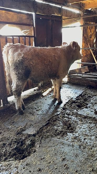 курица живая: Продаю | Бык (самец) | Симментальская, Бельгийская | Для разведения | Искусственник — 5