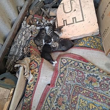 животные котята: Котята, помет из нескольких малышей разной окраски: - тигровые — 1