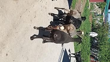 стришка овец: Продаю | Овца (самка) | Для разведения — 2