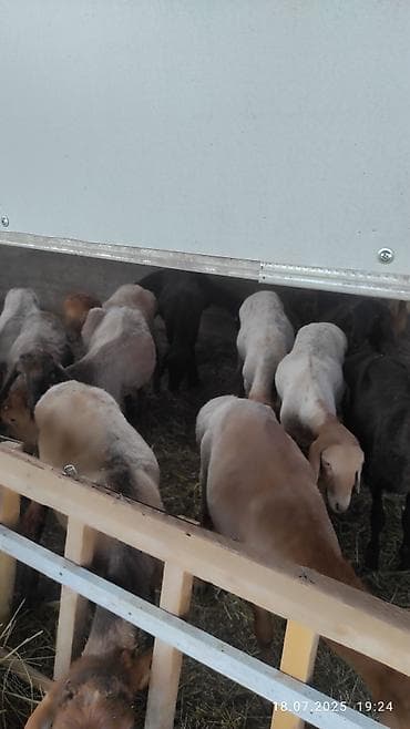 Аквариумы: Продаю | Овца (самка) | На забой — 3