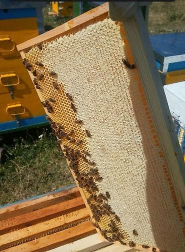 мед цена за 1 литр: Токтогулдун таза балы сатылат
бачогу 24л 33кг чыгат — 3