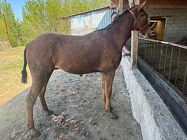 собака хмонг купить: Продаю | Жеребенок | Рабочий | Племенные — 3