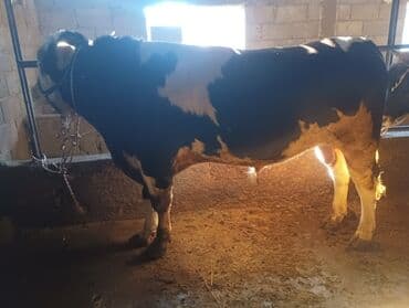 Услуги ветеринара: Продаю | Бык (самец) | Симментальская | На откорм | Привязанные — 1