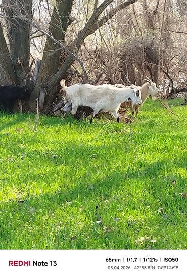 А/ч жаныбарларын сатам: Сатам | Эчки (ургаачы) | Аргын | Сүт алуу үчүн — 4